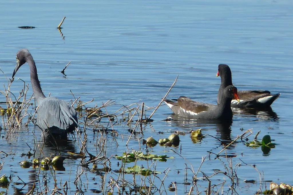 Garza azul y gallinetas en la entrada de Lust Road de Lake Apopka Wildlife Drive