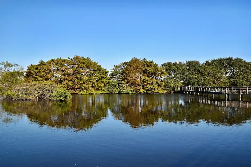 Lago tranquilo rodeado de bosque en Florida