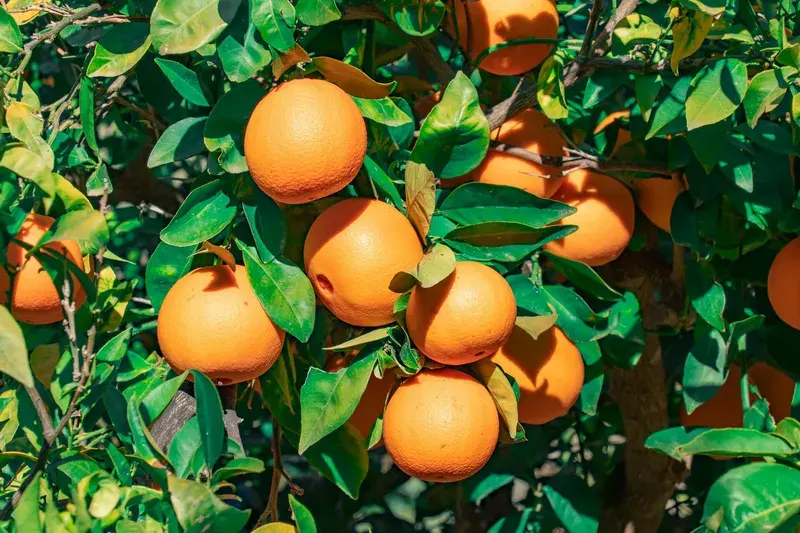 Naranjas maduras en el árbol de una granja de cítricos